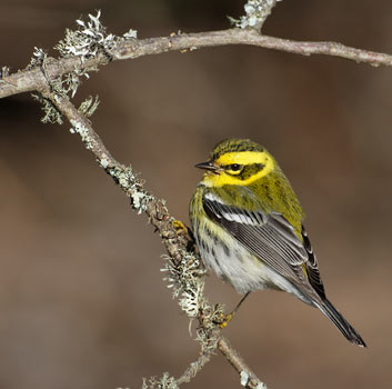 Townsend's Warbler (Dendroica townsendi) photo