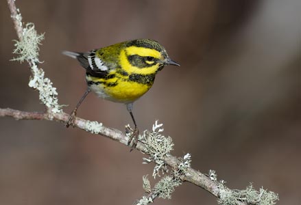 Townsend's Warbler (Dendroica townsendi) photo