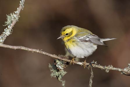 Townsend's Warbler (Dendroica townsendi) photo