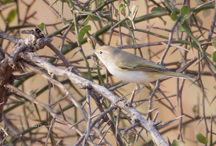 Western Bonelli's Warbler (Phylloscopus bonelli) photo