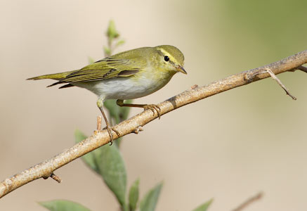 Wood Warbler (Phylloscopus sibilatrix) photo
