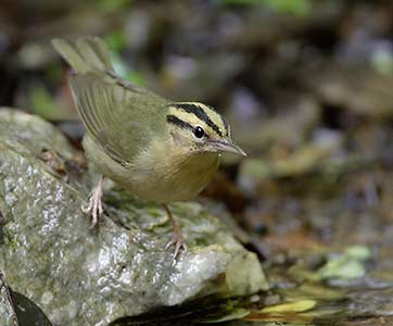 Worm-eating Warbler (Helmitheros vermivorus) photo