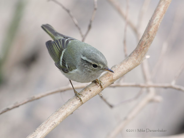 Yellow-browed Warbler (Phylloscopus inornatus) photo