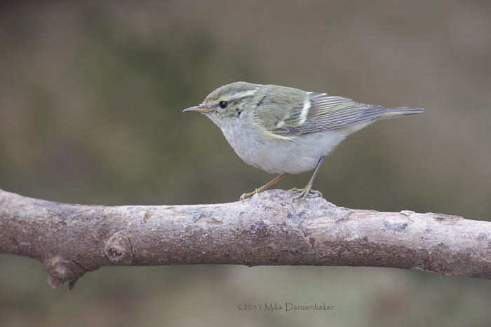 Yellow-browed Warbler (Phylloscopus inornatus) photo