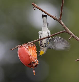 Yellow-rumped Warbler (Dendroica coronata) photo