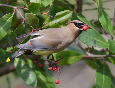 Cedar Waxwing (Bombycilla cedrorum) photo