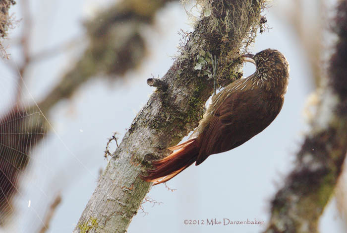 Montane Woodcreeper (Lepidocolaptes lacrymiger) photo