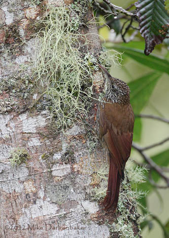 Montane Woodcreeper (Lepidocolaptes lacrymiger) photo