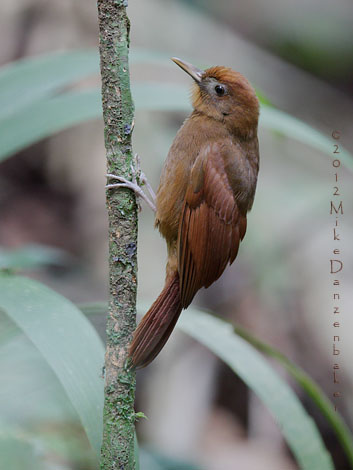Ruddy Woodcreeper (Dendrocincla homochroa) photo