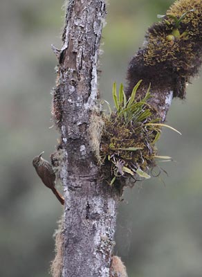 Spot-crowned Woodcreeper (Lepidocolaptes affinis) photo
