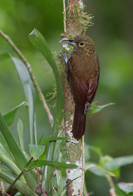 Spotted Woodcreeper (Xiphorhynchus erythropygius) photo