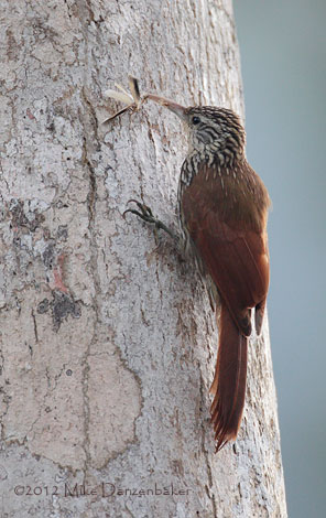 Streak-headed Woodcreeper (Lepidocolaptes souleyetii) photo