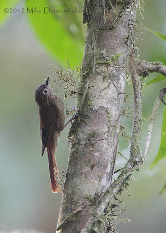 Wedge-billed Woodcreeper (Glyphorynchus spirurus) photo