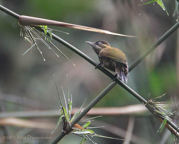 Bar-bellied Woodpecker (Veniliornis nigriceps) photo