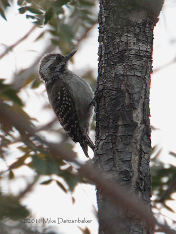 Brown-backed Woodpecker (Dendropicos obsoletus) photo