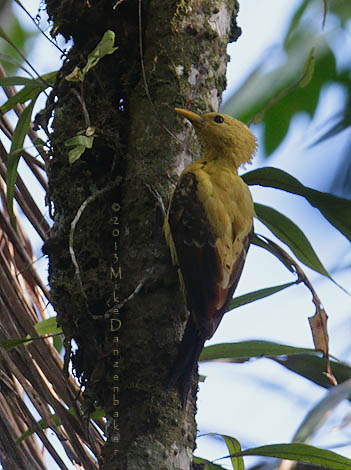 Cream-colored Woodpecker (Celeus flavus) photo