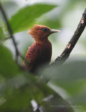 Chestnut-colored Woodpecker (Celeus castaneus) photo