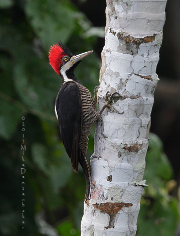 Crimson-crested Woodpecker (Campephilus melanoleucos) photo