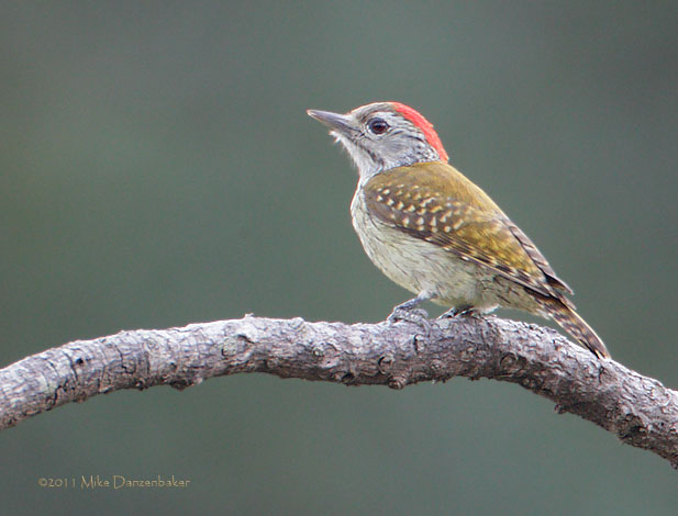 Cardinal Woodpecker (Dendropicos fuscescens) photo
