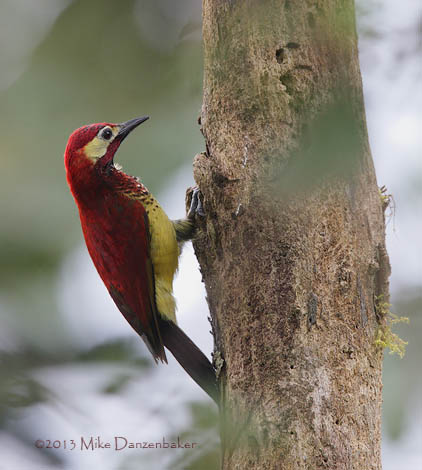 Crimson-mantled Woodpecker (Colaptes rivolii) photo