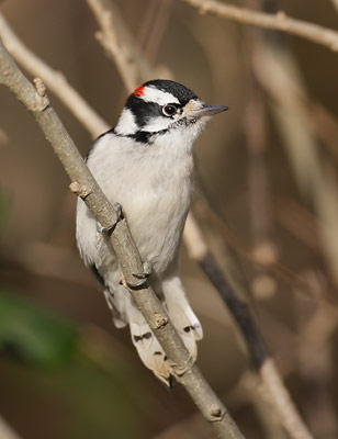 Downy Woodpecker (Picoides pubescens) photo