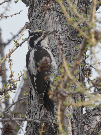 Eurasian Three-toed Woodpecker (Picoides tridactylus) photo