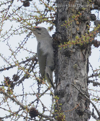 Grey-headed Woodpecker (Picus canus) photo