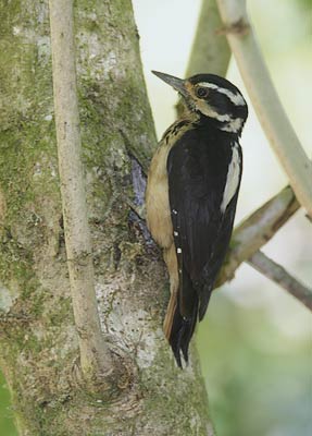 Hairy Woodpecker (Picoides villosus) photo
