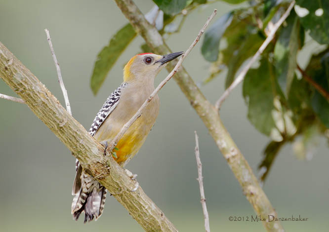 Hoffmann's Woodpecker (Melanerpes hoffmannii) photo
