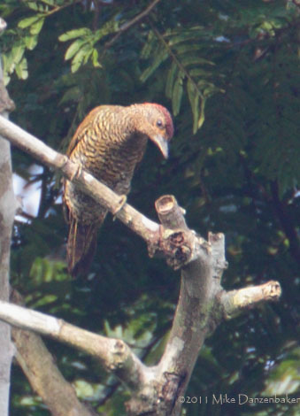 Little Green Woodpecker (Campethera maculosa) photo