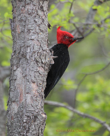 Magellanic Woodpecker (Campephilus magellanicus) photo