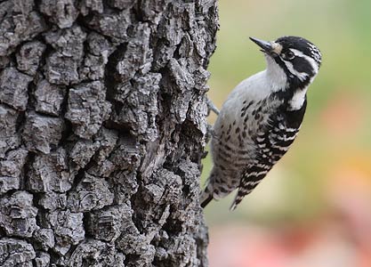 Nuttall's Woodpecker (Picoides nuttallii) photo