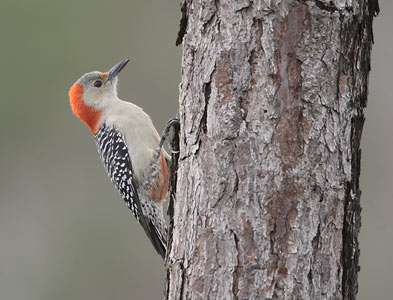 Red-bellied Woodpecker (Melanerpes carolinus) photo