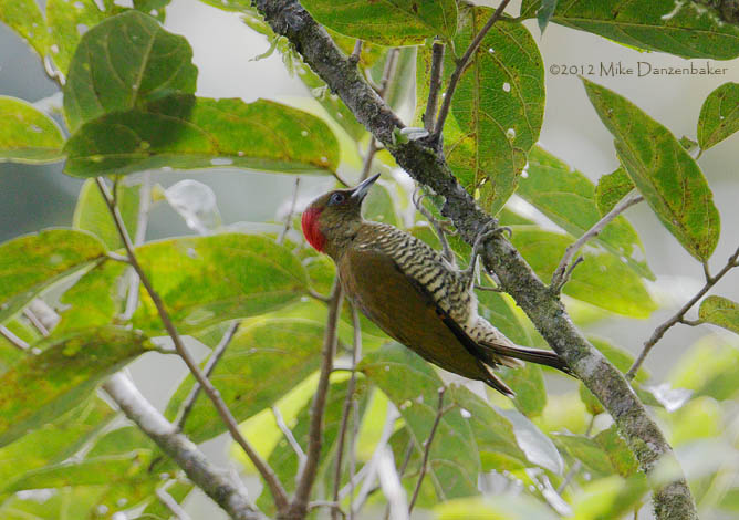 Rufous-winged Woodpecker (Piculus simplex) photo