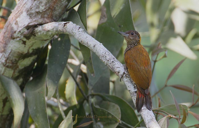 Red-rumped Woodpecker (Veniliornis kirkii) photo