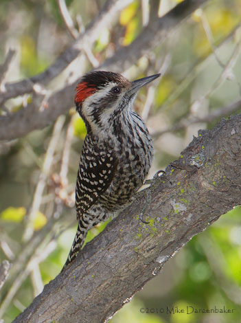 Striped Woodpecker (Veniliornis lignarius) photo