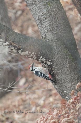 White-backed Woodpecker (Dendrocopos leucotos) photo