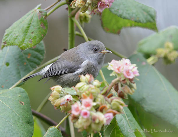 Reunion Grey White-eye (Zosterops borbonicus) photo