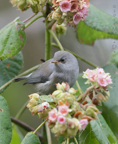 Reunion Grey White-eye (Zosterops borbonicus) photo