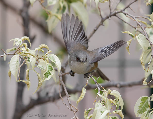 Reunion Grey White-eye (Zosterops borbonicus) photo