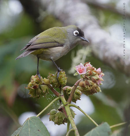 Reunion Olive White-eye (Zosterops olivaceus) photo