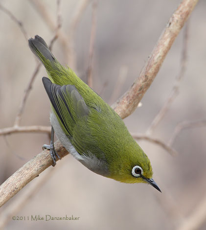 Swinhoe's White-eye (Zosterops simplex) photo