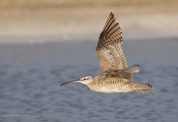 Whimbrel (Numenius phaeopus) photo
