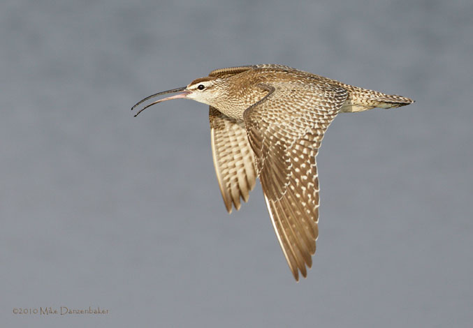 Whimbrel (Numenius phaeopus) photo