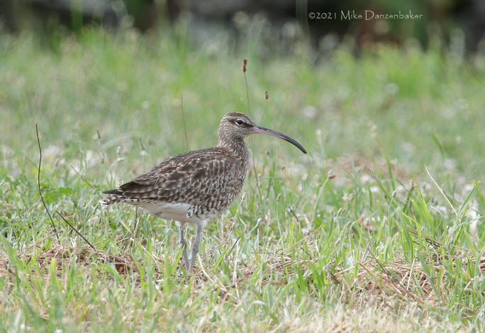 Eurasian Whimbrel (Numenius phaeopus) photo