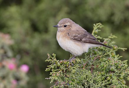 Black-eared Wheatear (Oenanthe hispanica) photo