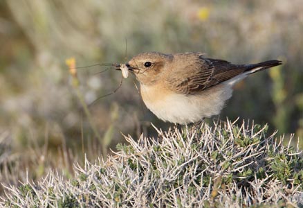 Black-eared Wheatear (Oenanthe hispanica) photo
