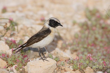 Black-eared Wheatear (Oenanthe hispanica) photo