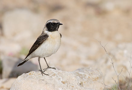 Black-eared Wheatear (Oenanthe hispanica) photo