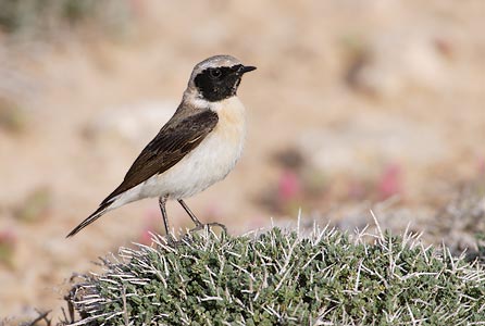 Black-eared Wheatear (Oenanthe hispanica) photo